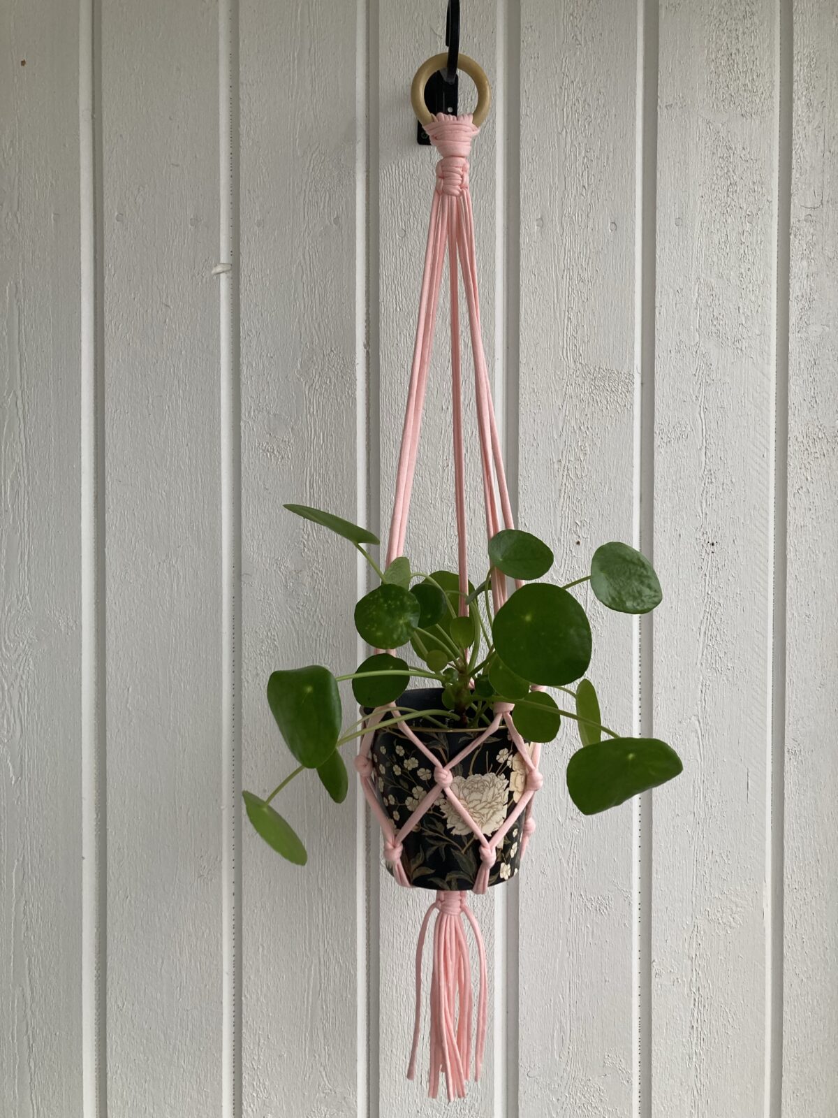 2 st babyrosa amplar - 85 cm
