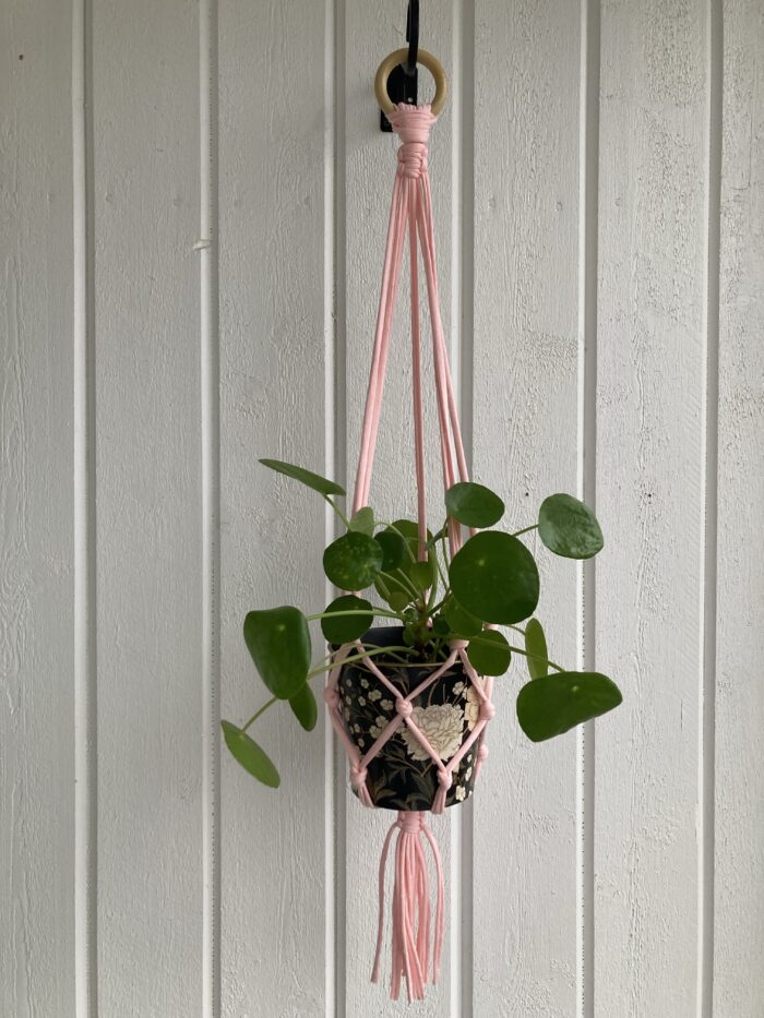 2 st babyrosa amplar - 85 cm