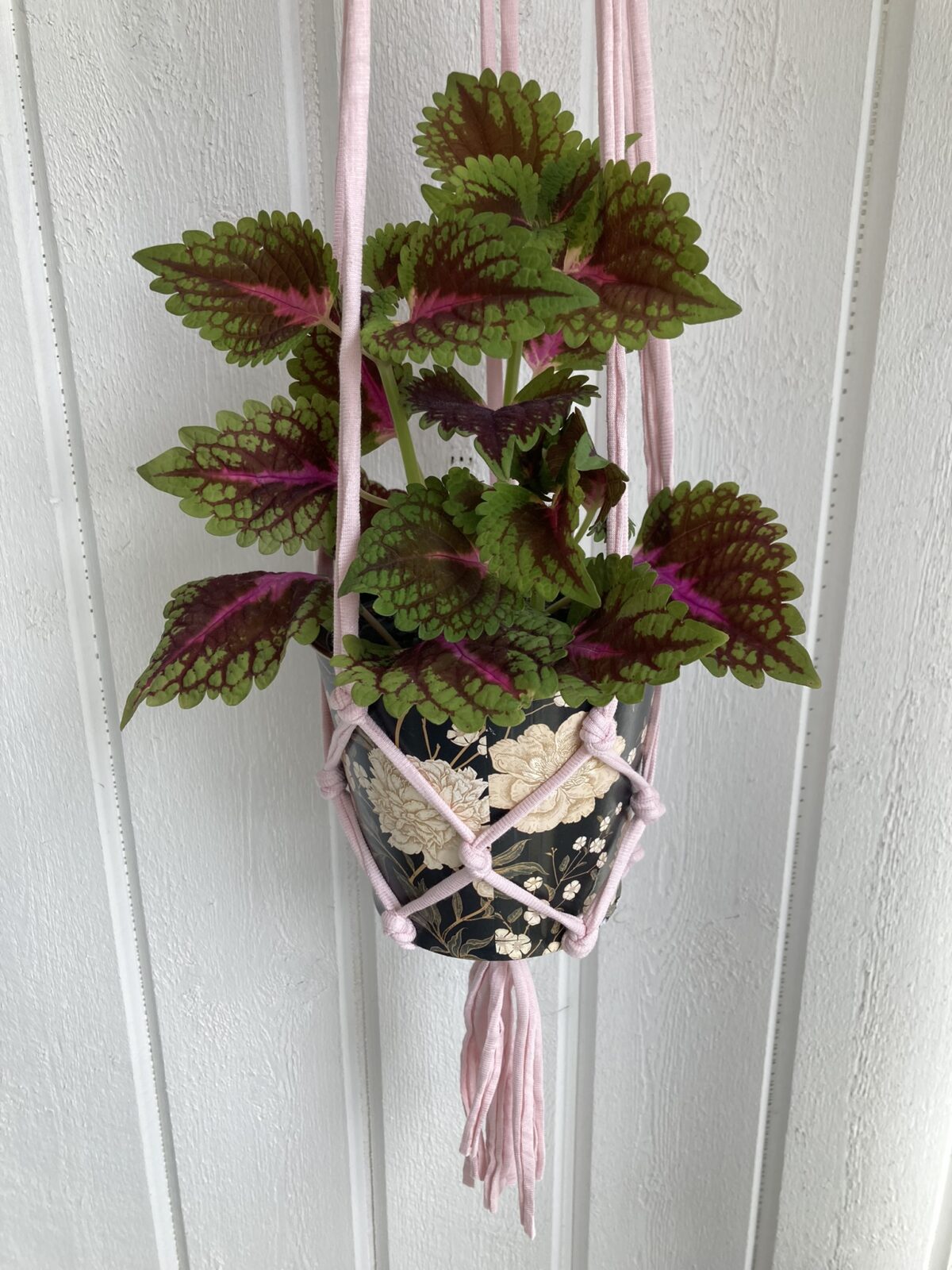 2 st ljusrosa amplar - Bild 2